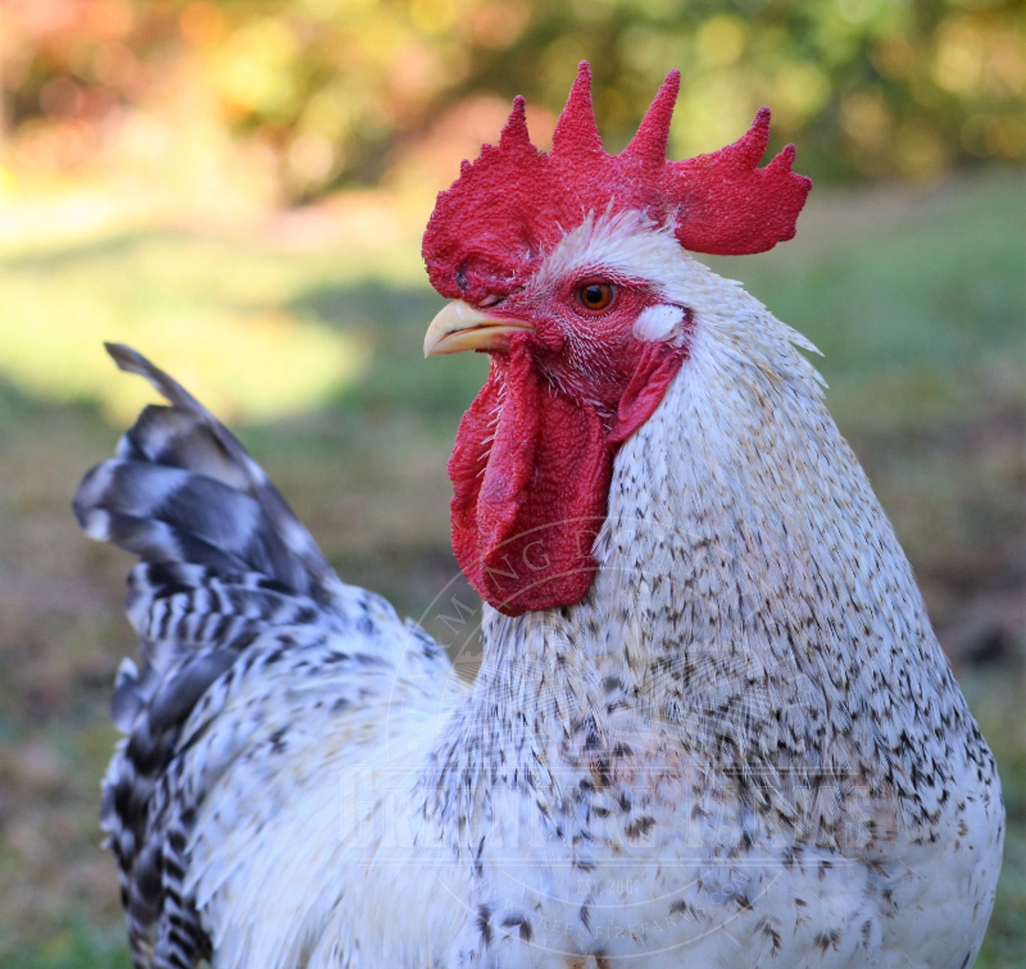 Basque Hen