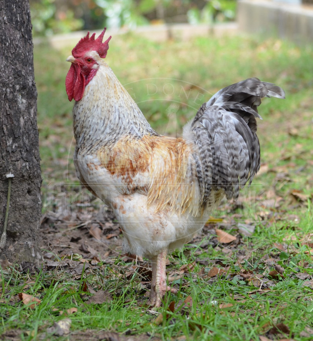 Basque Hen