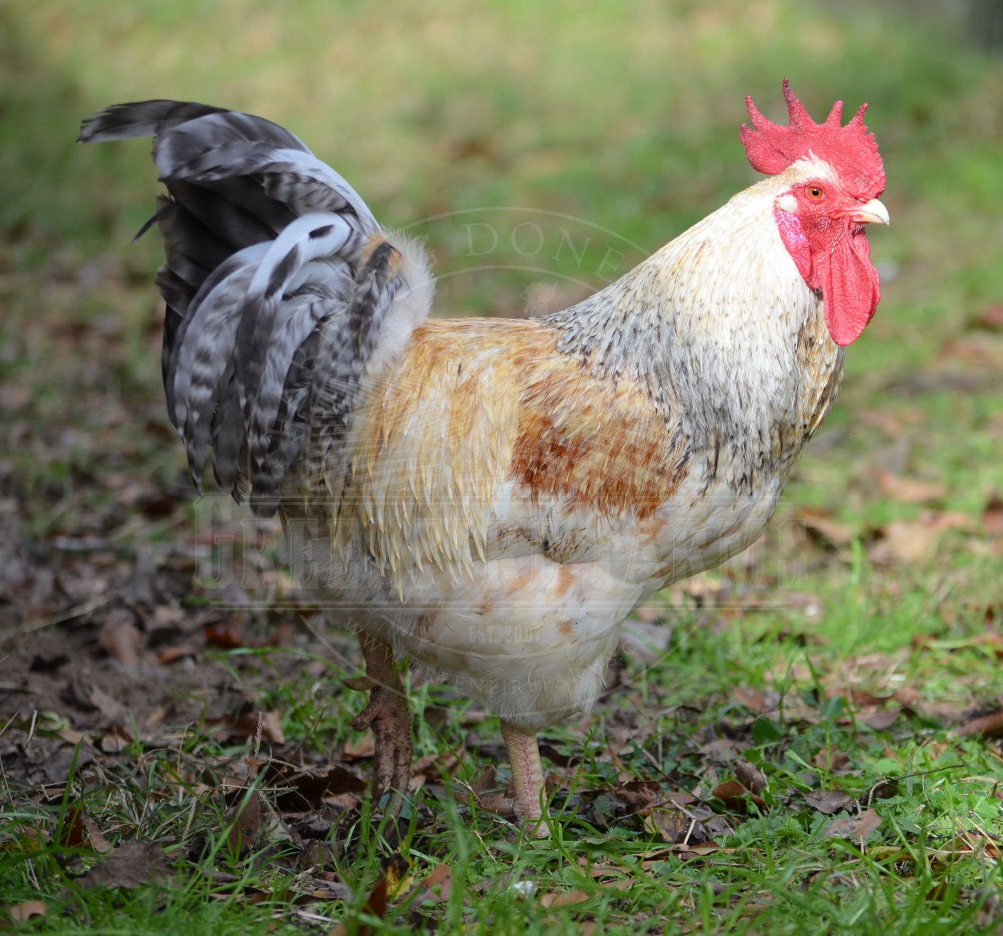 Basque Hen