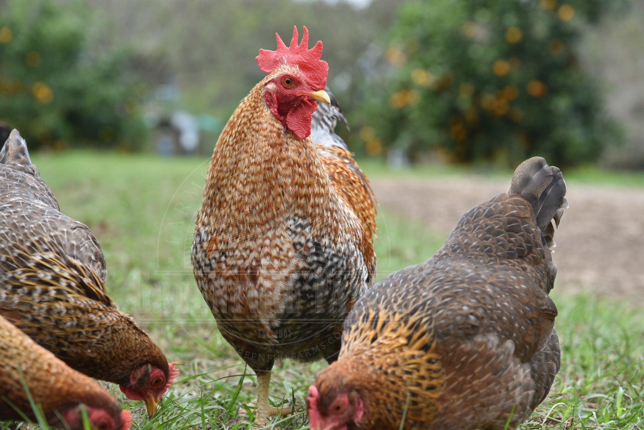 Bantam Assortment