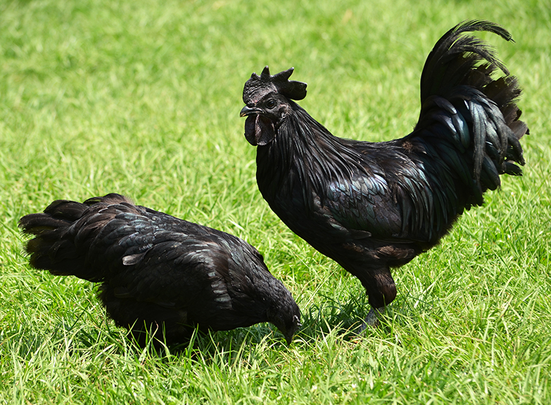 Image result for ayam cemani chicken