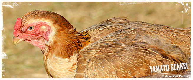 Yamato Gunkei