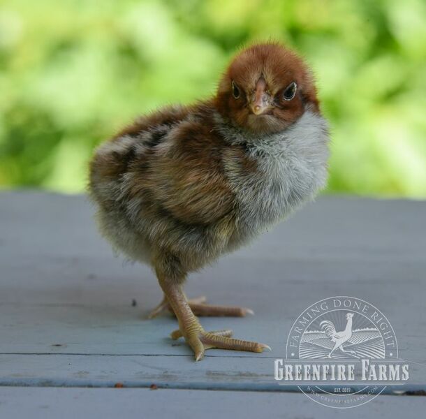 LF GOLD DEATHLAYER Hatching Eggs~ Greenfire Farms FREE ship German Import! Details about   8 