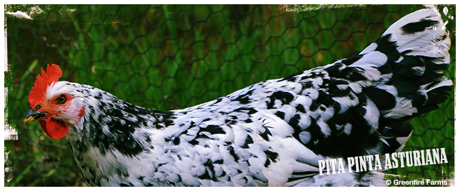 Pita Pinta Asturiana