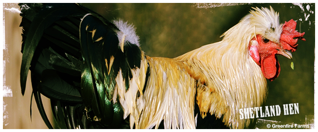 Shetland Hen